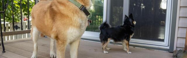 Pre šetnje psa uradite test sa dlanom: Veterinari upozorili na kobne greške koje prave mnogi vlasnici