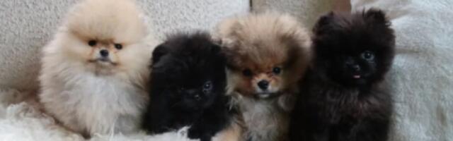 Штенци нису плишане играчке