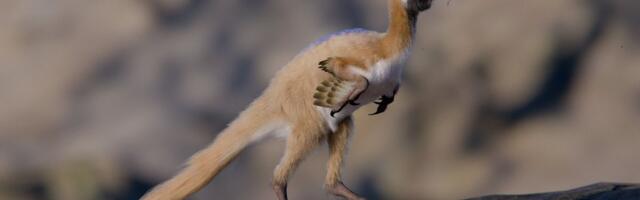 „Bio je velik kao vrana“: Istraživači u Patagoniji pronašli fosil jednog od najmanjih dinosaurusa na svetu