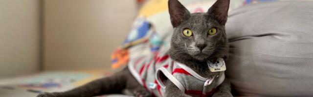 Nepristupačni sivi lovac sa Madure: Raas mačka nije za porodice sa malom decom, njen izvoz strogo zabranjen