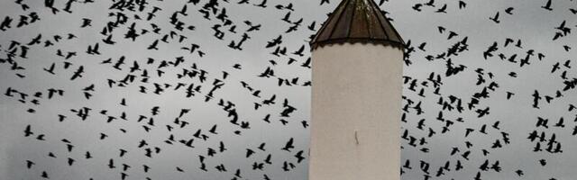 Večeras zalaskom sunca počinje ramazan, klanja se prva teravija