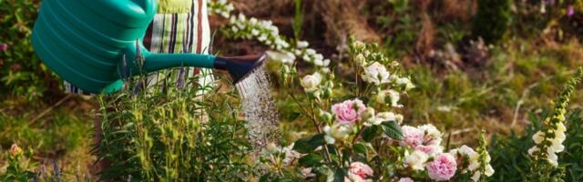 Jeftini sastojak čini čuda u BAŠTI: Od uništavanja korova do bujnijeg rasta cveća