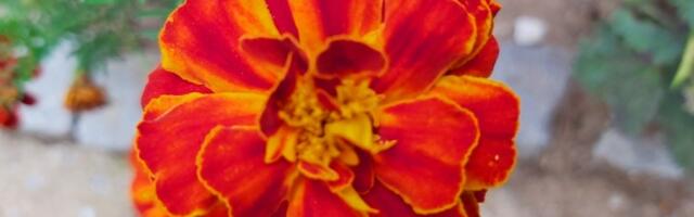 Crveni meteo alarm za jug Srbije