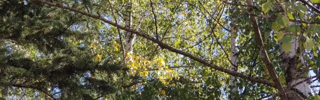 Čajetini i Arilju subvencije za pošumljavanje