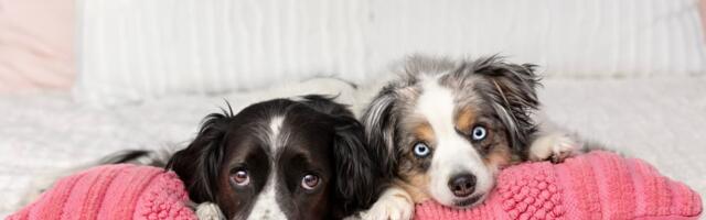 Da li vaš pas voli društvo ili želi da bude jedini ljubimac: Ovo su TRI ZNAKA da mu drug nije potreban