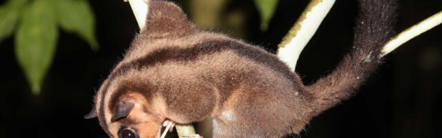 Pronađen maleni oposum za koga se verovalo da je izumro pre 6.000 godina