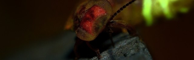 Životinje koje svetle u mraku. Da li su to "vanzemaljska" stvorenja? (VIDEO)