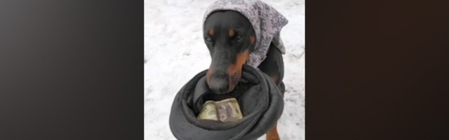 Doberman prosjači i to "ozbiljno" (VIDEO)