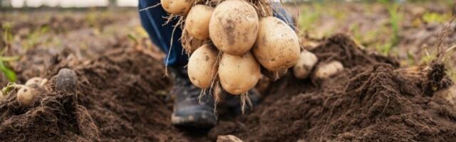 Prirodno đubrivo koje daje rekordan prinos: Krompir će biti krupan, a luk otporan na trulež bez kapi hemije