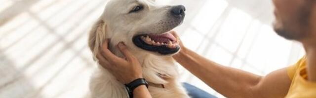 Vaš pas nije star koliko mislite: Ovako se računaju pseće godine