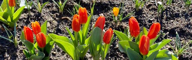 Zašto lale ne cvetaju? 3 ključna razloga i saveti profesionalnih baštovana za bujno cvetanje