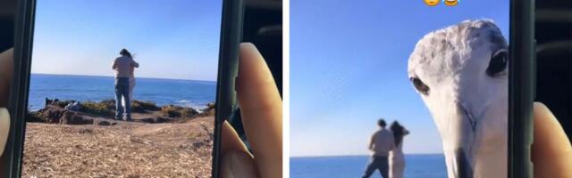 Galeb fotobombardovao prosidbu: Radoznala ptica ukrala šou, zbog ovog snimka ljudi se valjaju od smeha