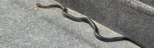 Šok u centru Zagreba! Žena pored zgrade snimila ogromnu ZMIJU: Onda je direktor zoo-vrta otkrio strašnu istinu