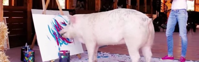 Pigkaso je svinja koja zarađuje više od svih nas - slika umetnička dela i ima svoje izložbe