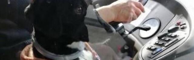 Preko noći je Beli postao najpoznatiji ljubimac, sada ceo Beograd traga za ovim psom