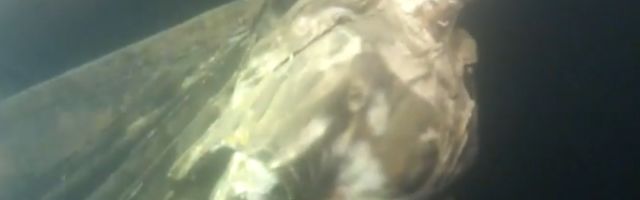 Ribari našli BLAGO kod Ade Bojane koje ih je ostavilo bez teksta!