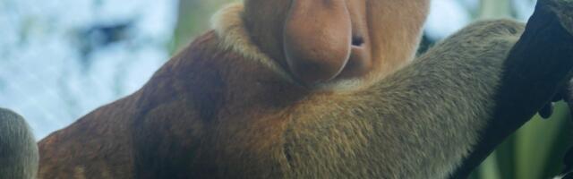 5 razloga zbog kojeg žene vole nosate muškarce