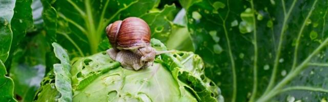 OVA namirnica tera štetočine iz vaše bašte, a svi je imate u kuhinji: Puževi će bežati glavom bez obzira
