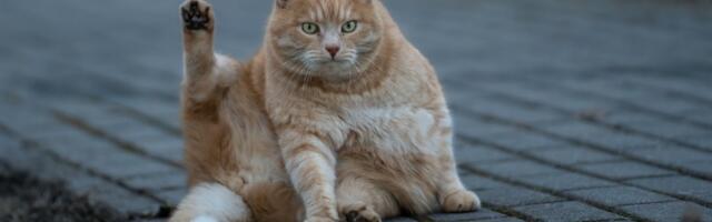 Debeli mačak Mrvica pokušao da pobegne sa klinike za mršavljenje: Debljina ga je SPREČILA (VIDEO)