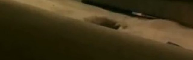 PRAVA SAČEKUŠA! Zbog ovakve kamuflaže nekome bi stalo srce! (Video)