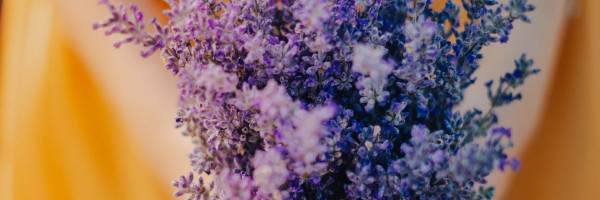 Lavanda - moćni lek iz prirode