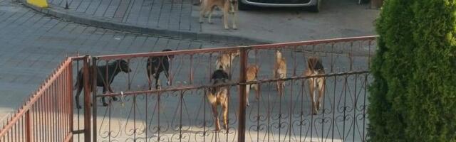 Problem pasa lutalica u Novom Pazaru se ne rješava, građani zabrinuti (VIDEO)