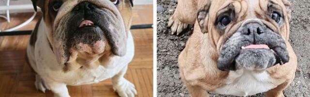 Ženka buldoga sa KONCEM OD CARSKOG REZA nađena na groblju, mužjak iste rase čeka udomljavanje