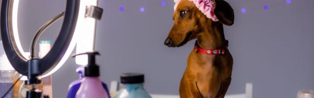 Ovako izgleda kad nega ljubimca postane statusni simbol: Da li vaš pas ima svoj parfem i šta to govori o vama