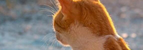 Ovo je najstarija mačka na svetu: Jilpi ima 31. godinu i očarava izgledom (VIDEO)