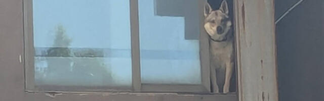 „Vuk“ Kapetana Dragana seje strah kod Dunav stanice: Rastrgao jednog ljubimca, građani tvrde da šeta bez povoca – on demantuje