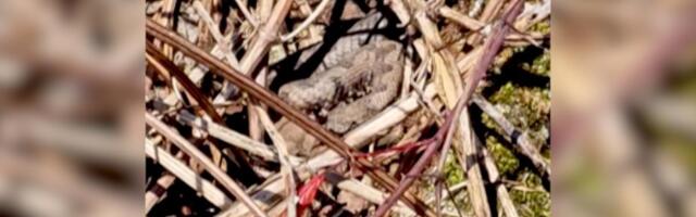 RADOVAN SE SA SINOM ŠETAO PO PRIRODI, UMALO ZGAZIO GNEZDO POSKOKA: Pogledajte strašan prizor, otrovnice se "čvare" na suncu (VIDEO)