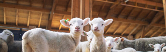 Атина послала поруку против традиционалног клања јагњади за Ускрс