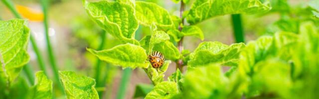 Krompirova zlatica nestaje iz bašte uz trik naših baka: Prirodni sprej pravi čudo u bašti garantovano