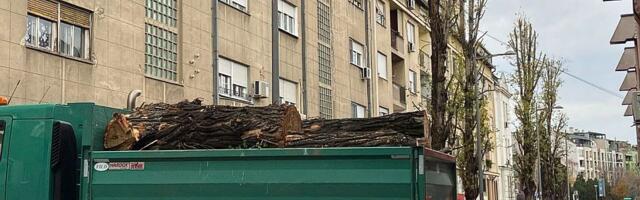 Posečen drvored star 80 godina kod stadiona Vojvodina