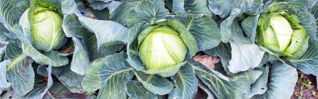 Dogodine neće biti kupusa? Poljoprivrednici očajni, nude im sitniš za kilogram, spremni su da zaoru rod!