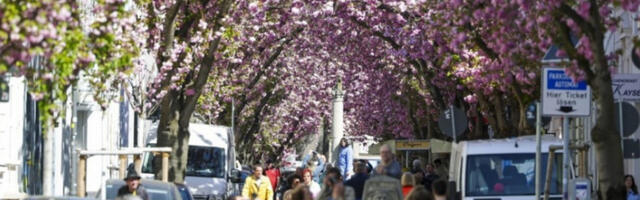 Званично проглашен почетак цветања трешње у Јапану