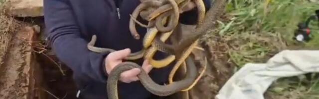 ŠOK U MEROŠINI UOČI VASKRSA! Ljudi zavirili u šaht, prizor ih PARALISAO - UNUTRA 6 ZMIJA: Za scenu koja je usledila malo ko ima HRABROSTI (VIDEO)