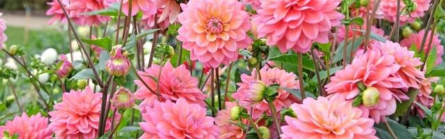 Jednom kad je posadite, mirni ste godinama: Predivna biljka koja se lako održava