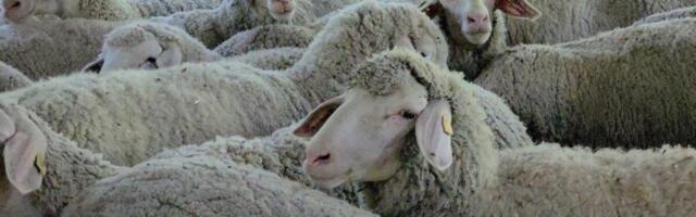 STRAH OD ZABORAVLJENE POŠASTI U okolini Raške pojačana veterinarska kontrola posle pojave boginja ovaca i koza