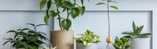 Najbolji prirodni rastvor za sobne biljke! Sipajte ga jednom nedeljno i cveće će početi da buja