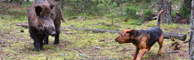 Aujeckijeva bolest kod pasa: Zbog čega samo jedna šetnja šumom može biti kobna za vašeg ljubimca