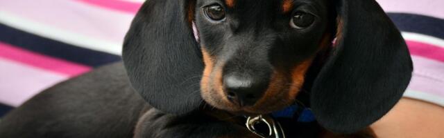 Ko ne bi trebalo da ima psa: Pet tipova ljudi kojima ljubimac nije pravi izbor