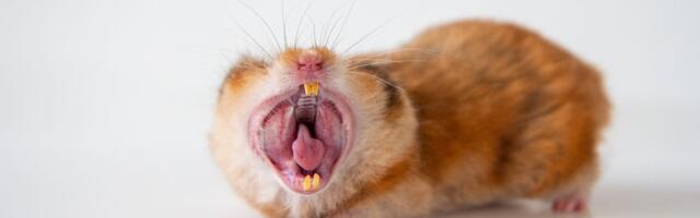 Imate glodara koji NE TROŠI ZUBE: Nikako nemojte sami da mu skraćujete sekutiće, evo i zašto