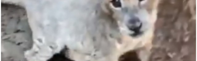 Razigrano mladunče lava će vam popraviti dan! (VIDEO)