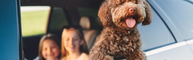 Veterinar otkrio kojih 5 rasa pasa nikada ne bi udomio! Ljudi iznenađeni (VIDEO)