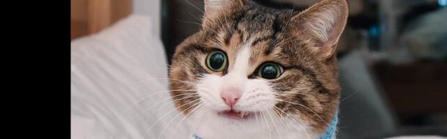 Upoznajte Reksija - mačka sa najekspresivnijim licem na internetu: Izrazi lica su URNEBESNI