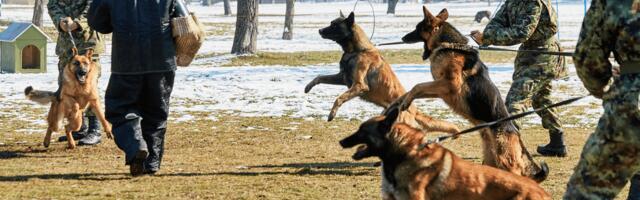Vojska u Nišu prodaje pse, građani negoduju, traže udomljavanje