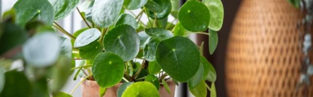 Najbolja domaća prihrana za sobno cveće u zimskom periodu: Sve već imate u KUHINJI