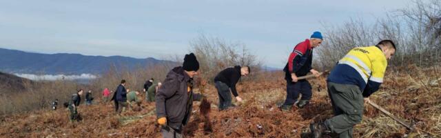 Pošumljeno 6, 90 hektara na području sela Babičko