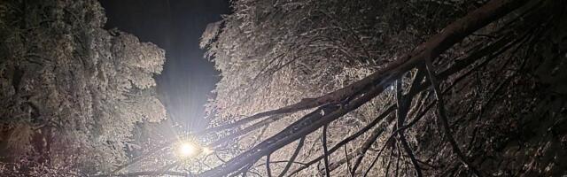 Mesarović: Stabla sa privatnih poseda padaju na dalekovode, građani da puste državu da radi svoj posao